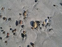 Badestrand mit Muscheln und Steinen
