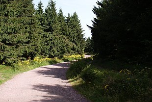 Blumenwege entlang im Thüringer Wald