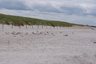 Feiner Sandstrand an der Ostsee in Dierhagen