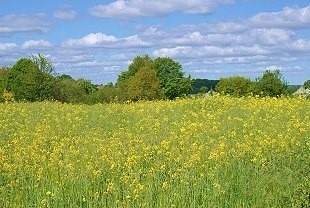 Rapsfelder im Klützer Winkel