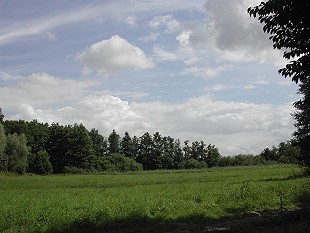 Heide- und Waldlandschaft in Niedersachsen
