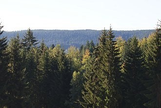 Urige Waldgebiet im Teutoburger Wald