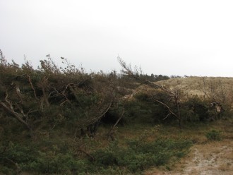 Wiesen und Naturlandschaft am Stettiner Haff