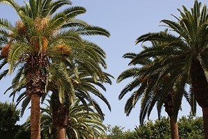 Palmen auf Fuerteventura
