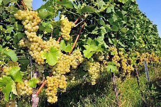 Weinrebe im Weinanbaugebiet Kaiserstuhl, Urlaub auf einer Weinreise Weinrebe im Weinanbaugebiet Kaiserstuhl, Urlaub auf einer Weinreise