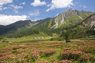 Berge und Wiesen in der Steiermark