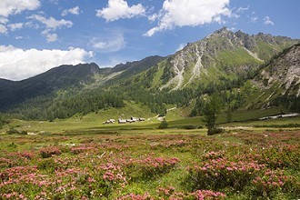 Berge und Wiesen in der Steiermark Berge und Wiesen in der Steiermark