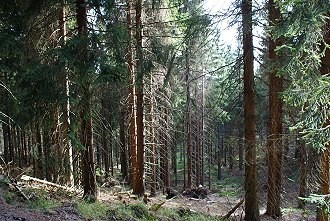 Waldspaziergang im Naturpark Stromberg Waldspaziergang im Naturpark Stromberg