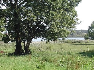 Heidelandschaft in der Lüneburger Heide Heidelandschaft in der Lüneburger Heide