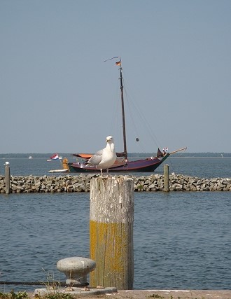 Pier in Dranske auf Rügen, Möwe