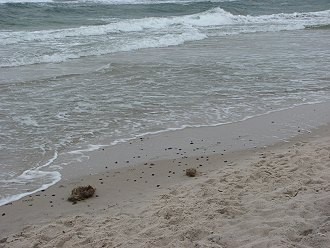 Strand in der Nähe des Greifswald-Stadtteils Eldena