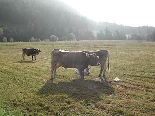 Kühe auf einer Ahlm im Ostallgäu