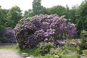 Rododendronpark in Graal Müritz