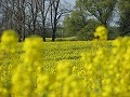 Rapsblüten in Hasenwinkel